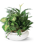 Medium Dish Garden - Saucha Floral Design