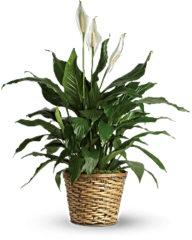 Simply Elegant Spathiphyllum - Medium - Saucha Floral Design
