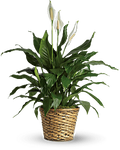 Simply Elegant Spathiphyllum - Medium - Saucha Floral Design