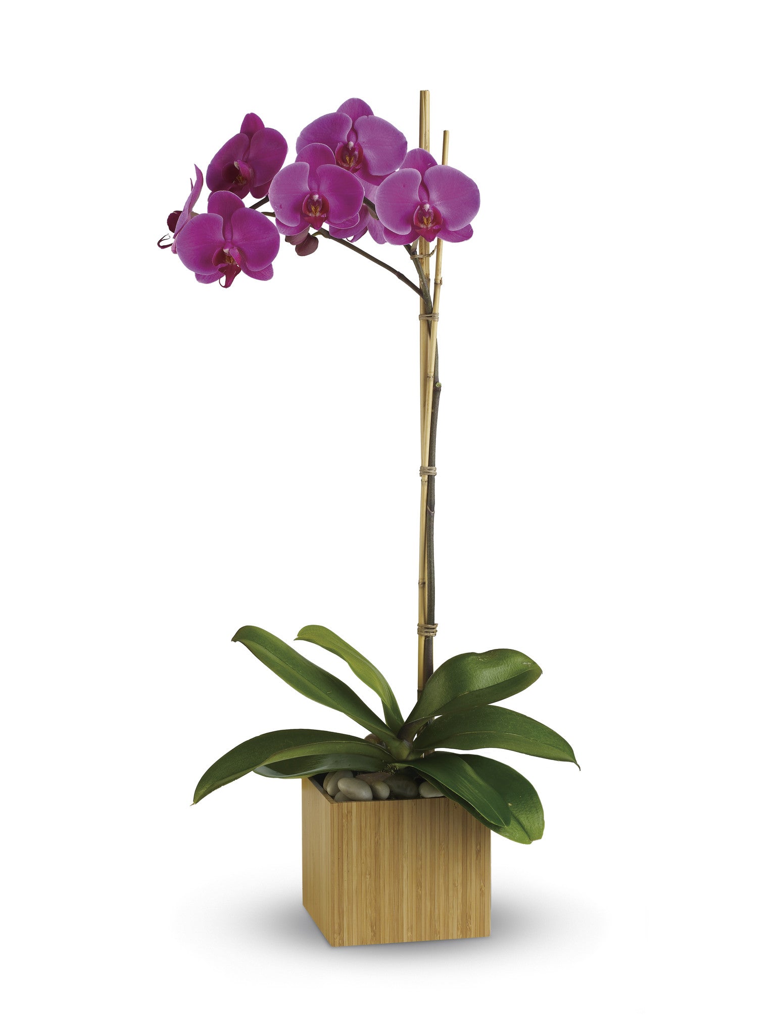 Imperial Orchid - Saucha Floral Design
