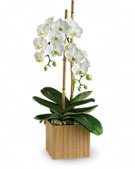 Opulent Orchid - Saucha Floral Design